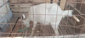 Dairy Goat