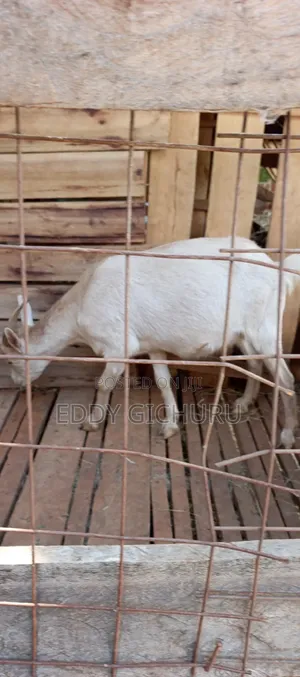 Dairy Goat