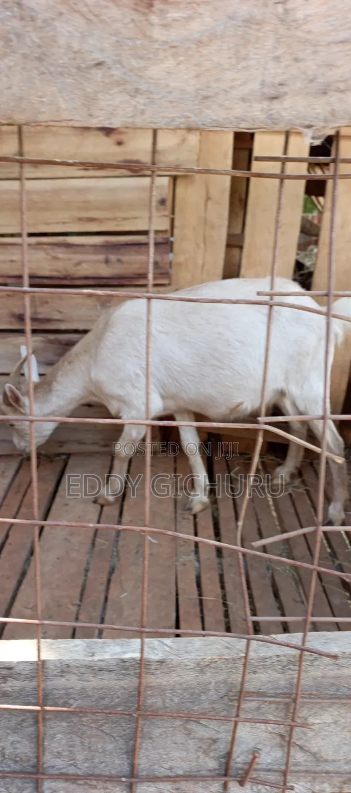 Dairy Goat
