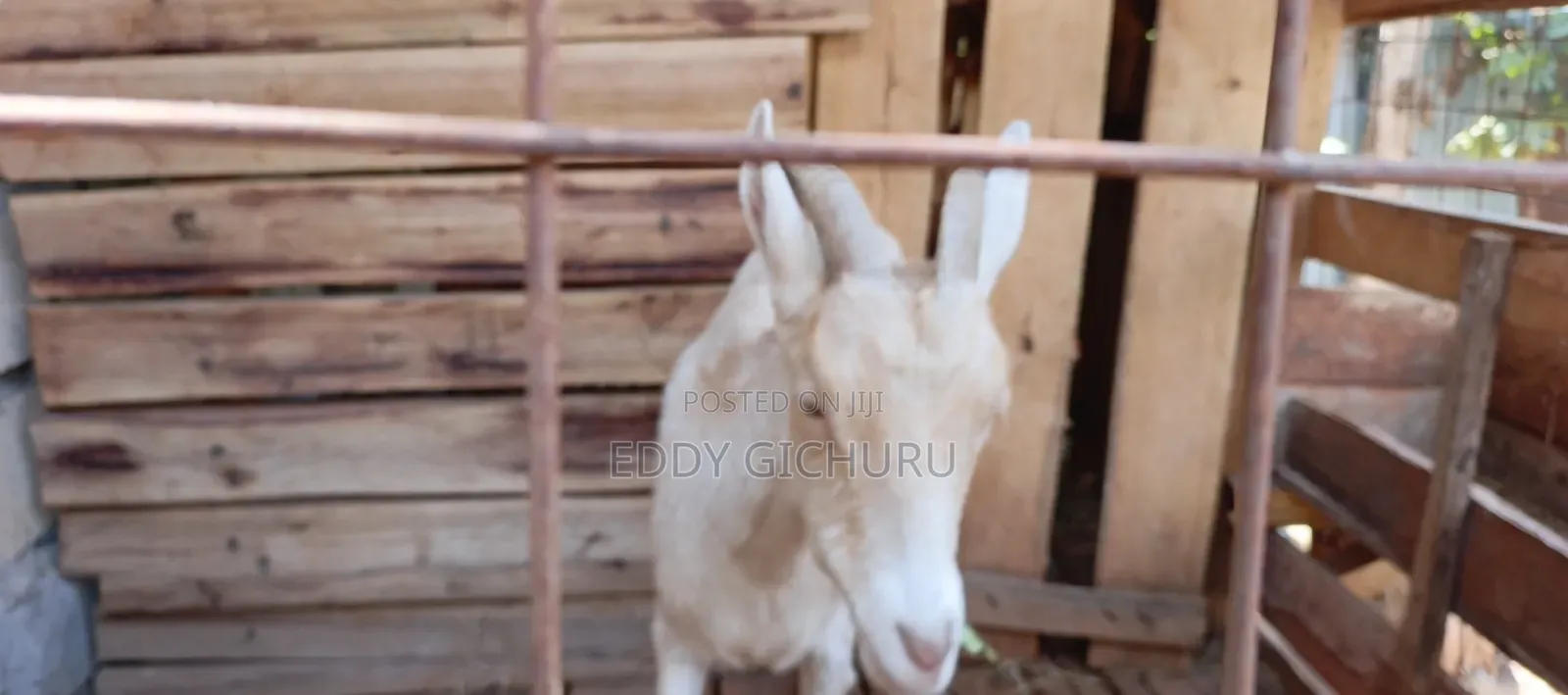 Dairy Goat
