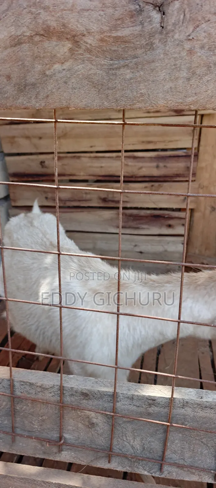 Dairy Goat