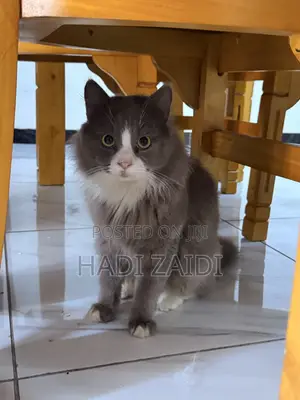 6-12 months Male Purebred Persian