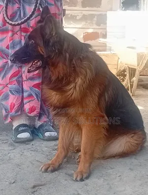 1+ year Male Purebred German Shepherd