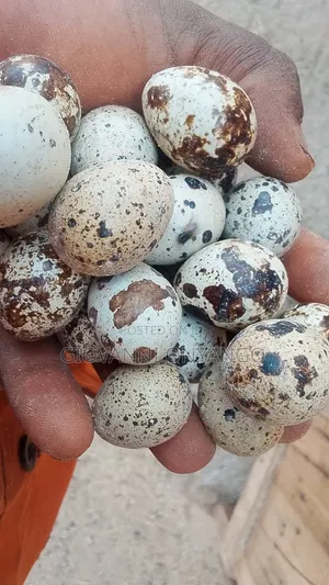 Fertilized Quail Eggs