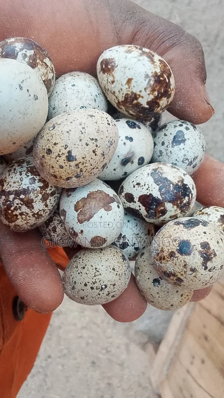 Fertilized Quail Eggs