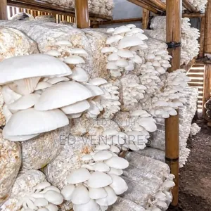 Oyster Mushrooms