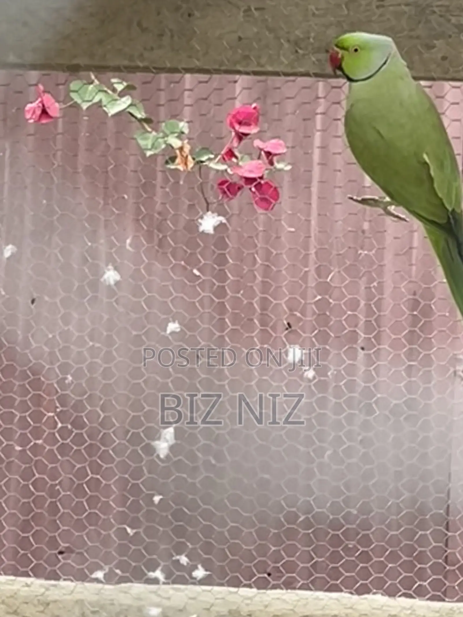 Indian Ringneck