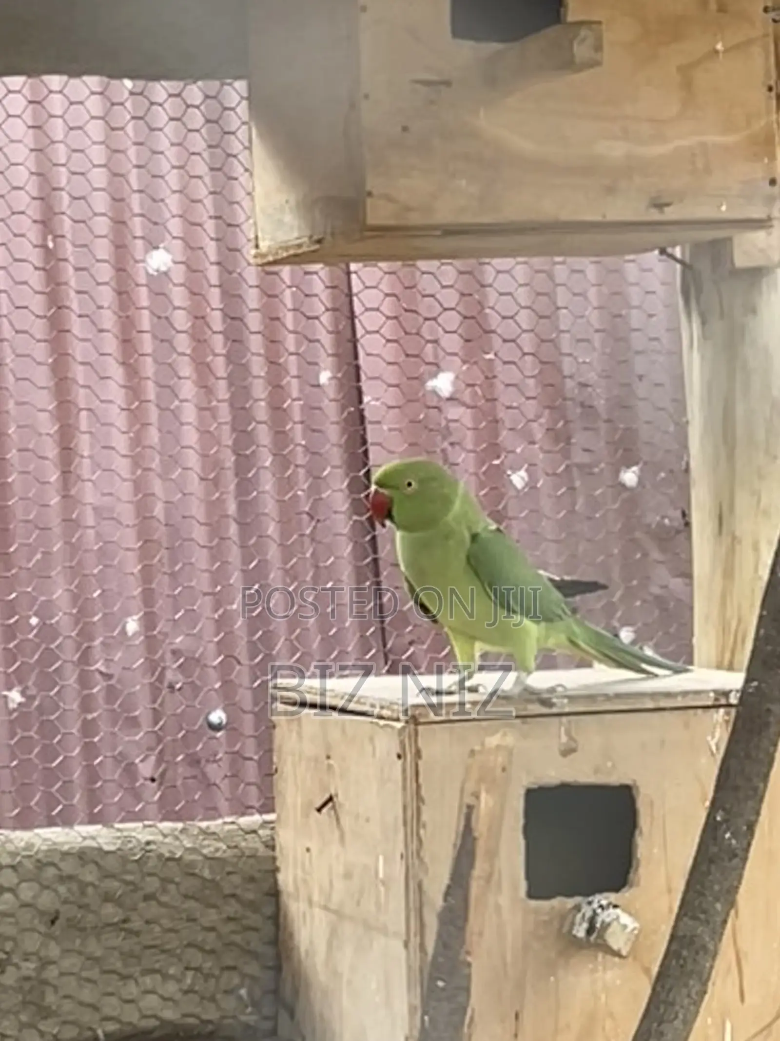 Indian Ringneck