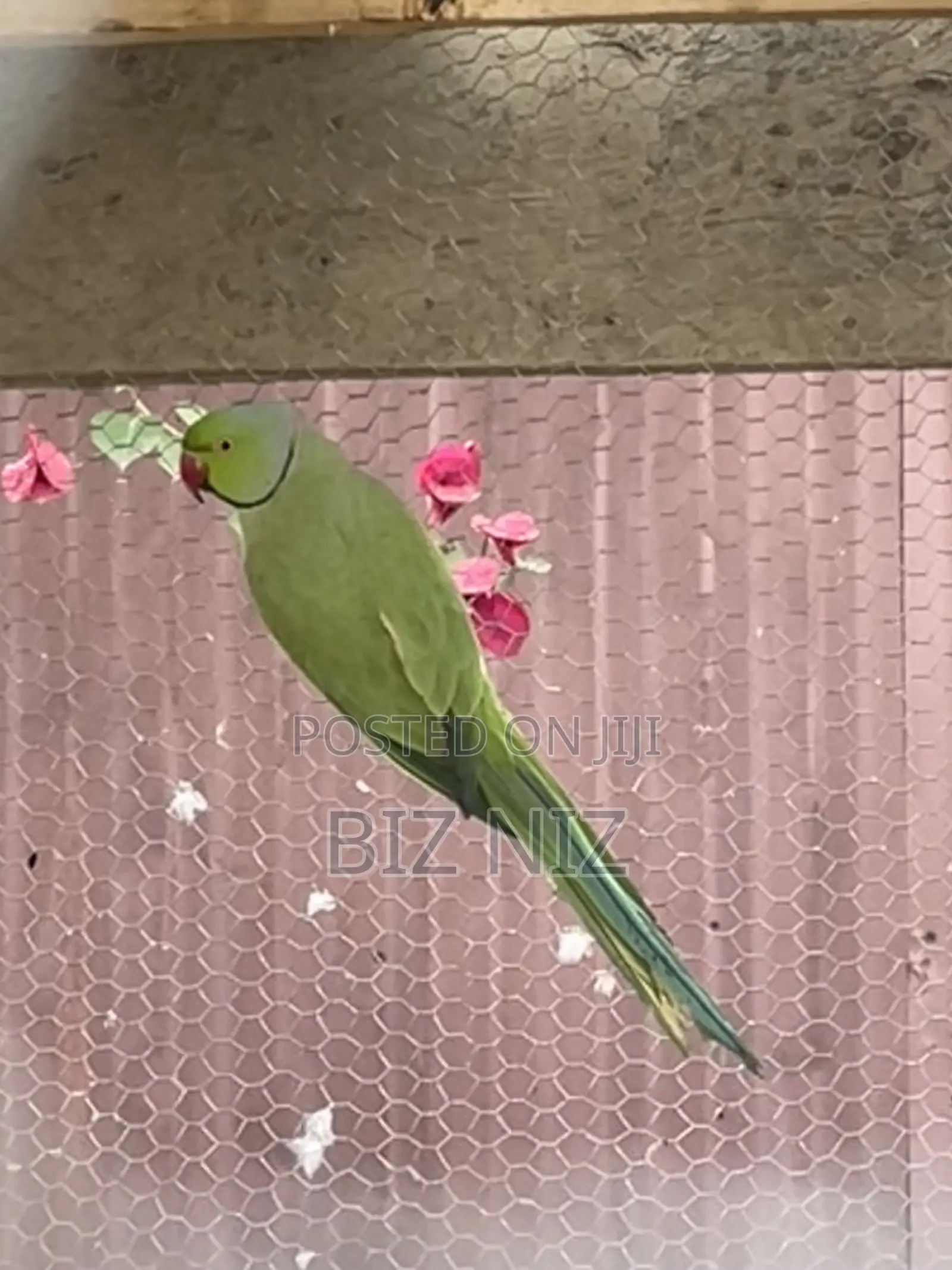Indian Ringneck
