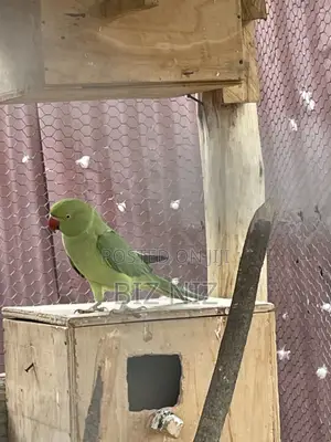 Indian Ringneck