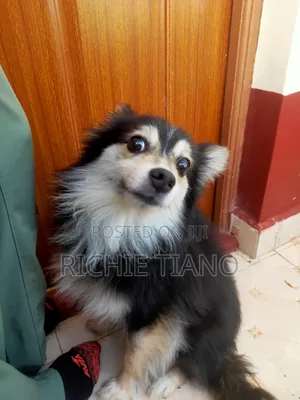 1+ year Male Purebred Japanese Spitz