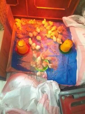 One Day Old Chicks