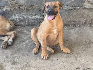 1-3 months Female Purebred Boerboel