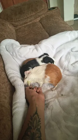 I Have Two American Female Guinea Pigs Very Sweet and Social 