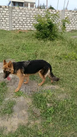 6-12 months Female Purebred German Shepherd