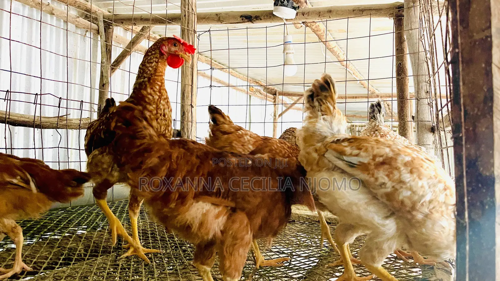 Improved Kienyeji Chickens