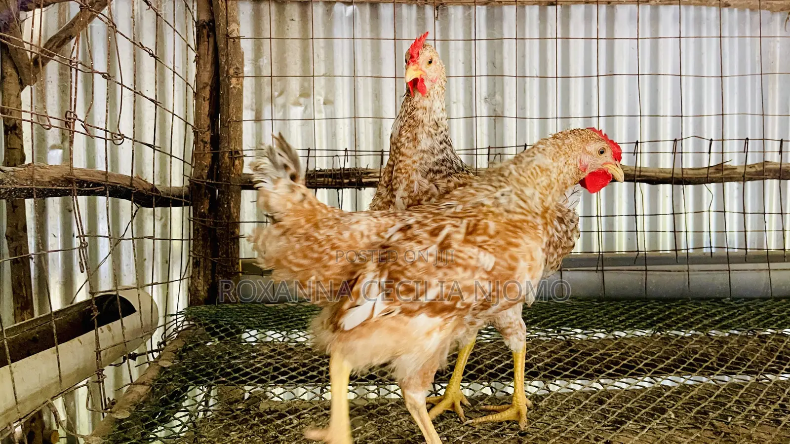 Improved Kienyeji Chickens