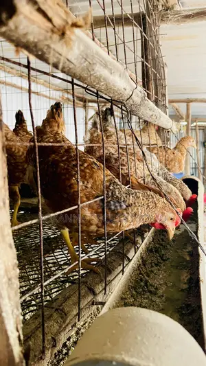 Improved Kienyeji Chickens