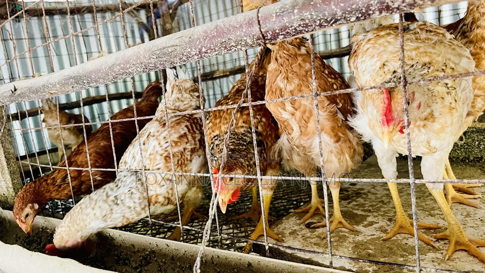 Improved Kienyeji Chickens