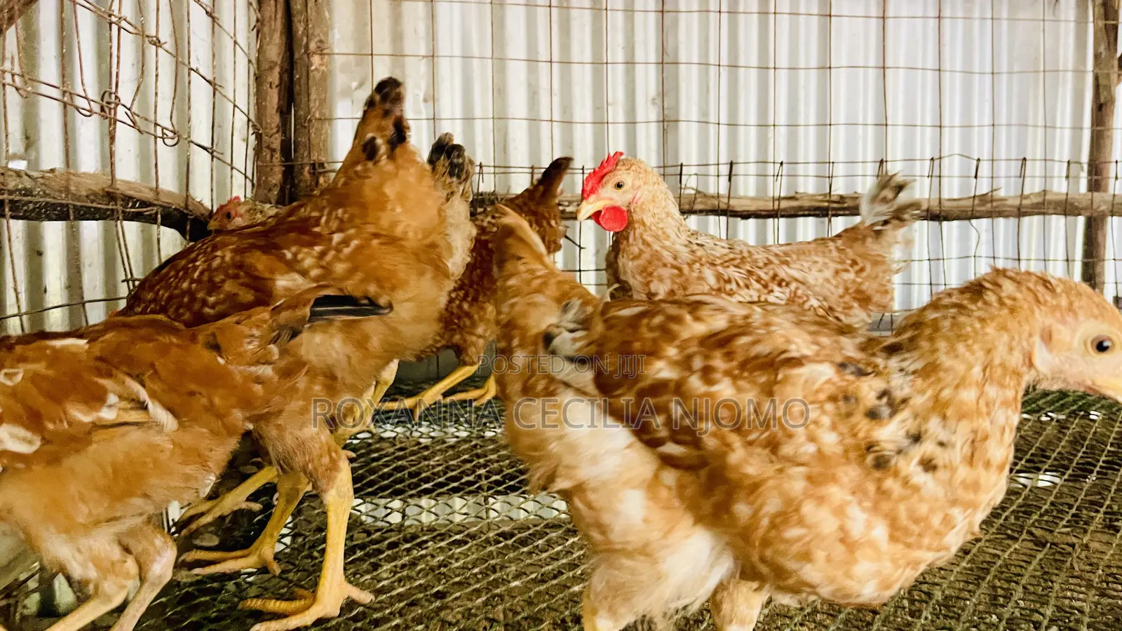 Improved Kienyeji Chickens