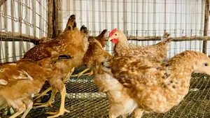 Improved Kienyeji Chickens