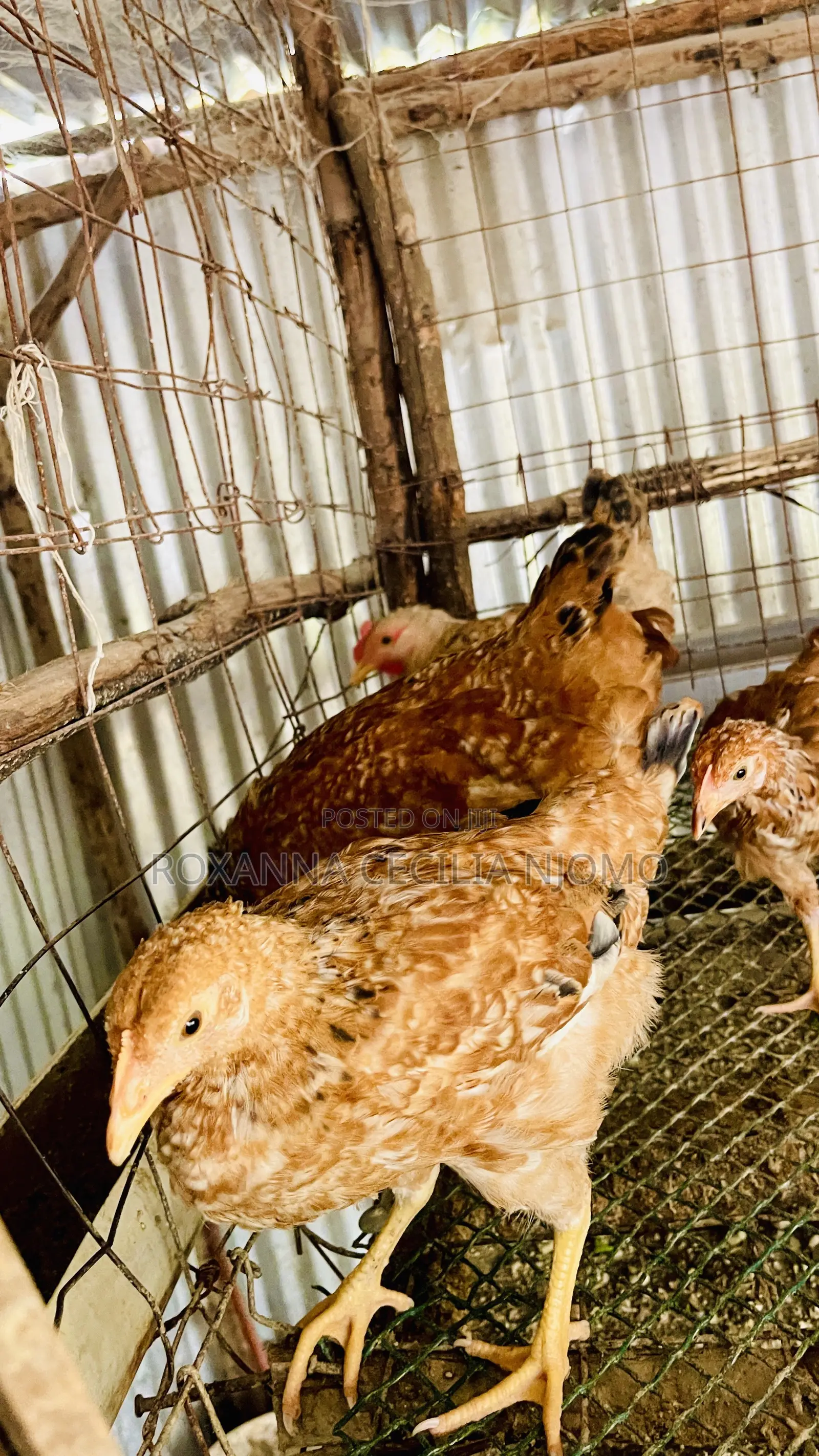 Improved Kienyeji Chickens