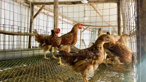 Improved Kienyeji Chickens
