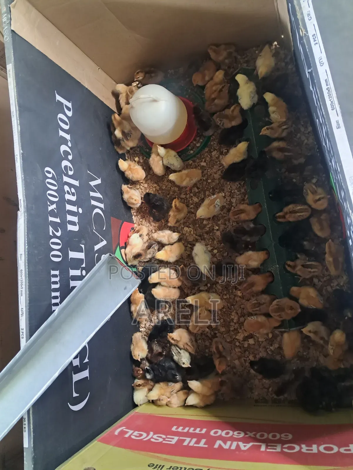 Week Old Chicks