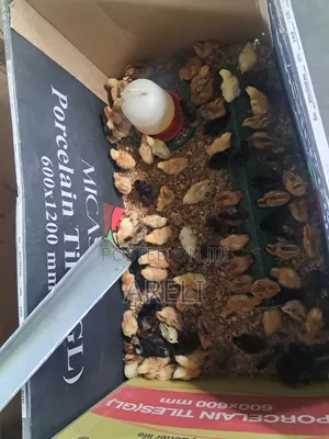 Week Old Chicks