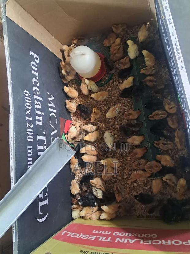 Week Old Chicks - main view