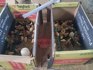 Week Old Chicks
