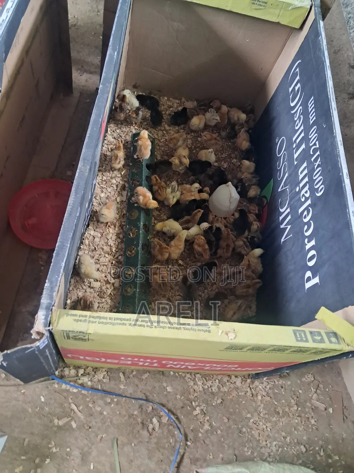 Week Old Chicks