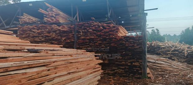 Timber Trails - main view