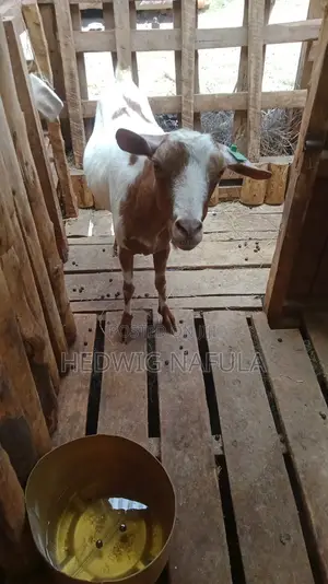 Goats' Clearance Sale