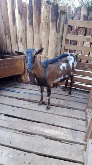 Goats' Clearance Sale