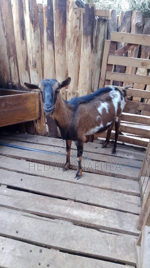 Goats' Clearance Sale - thumbnail 3