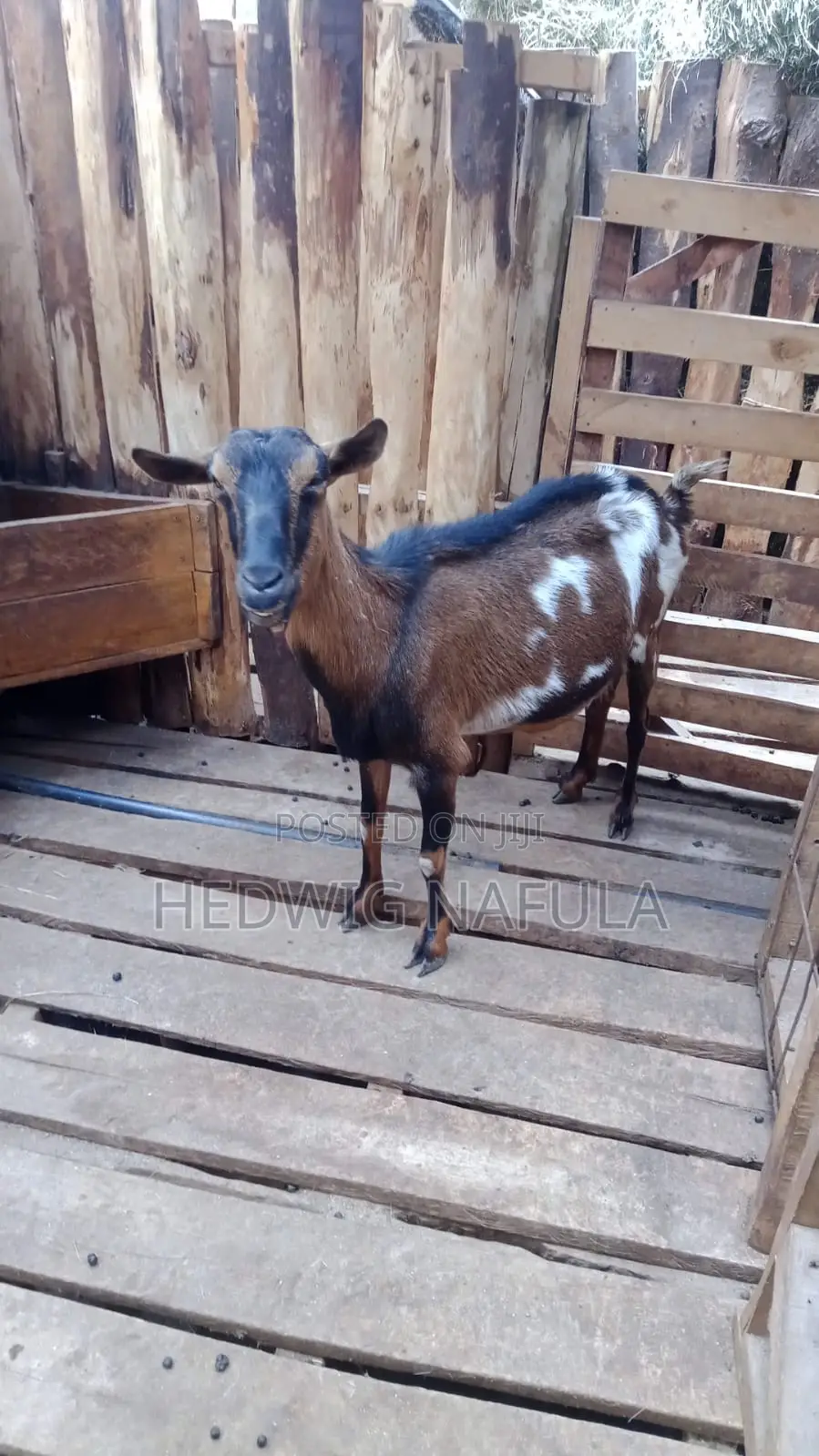 Goats' Clearance Sale