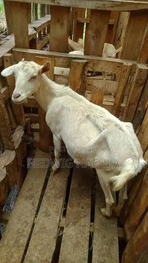Goats' Clearance Sale