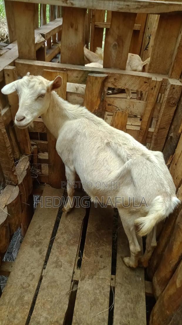 Goats' Clearance Sale - thumbnail 4