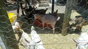Goats' Clearance Sale