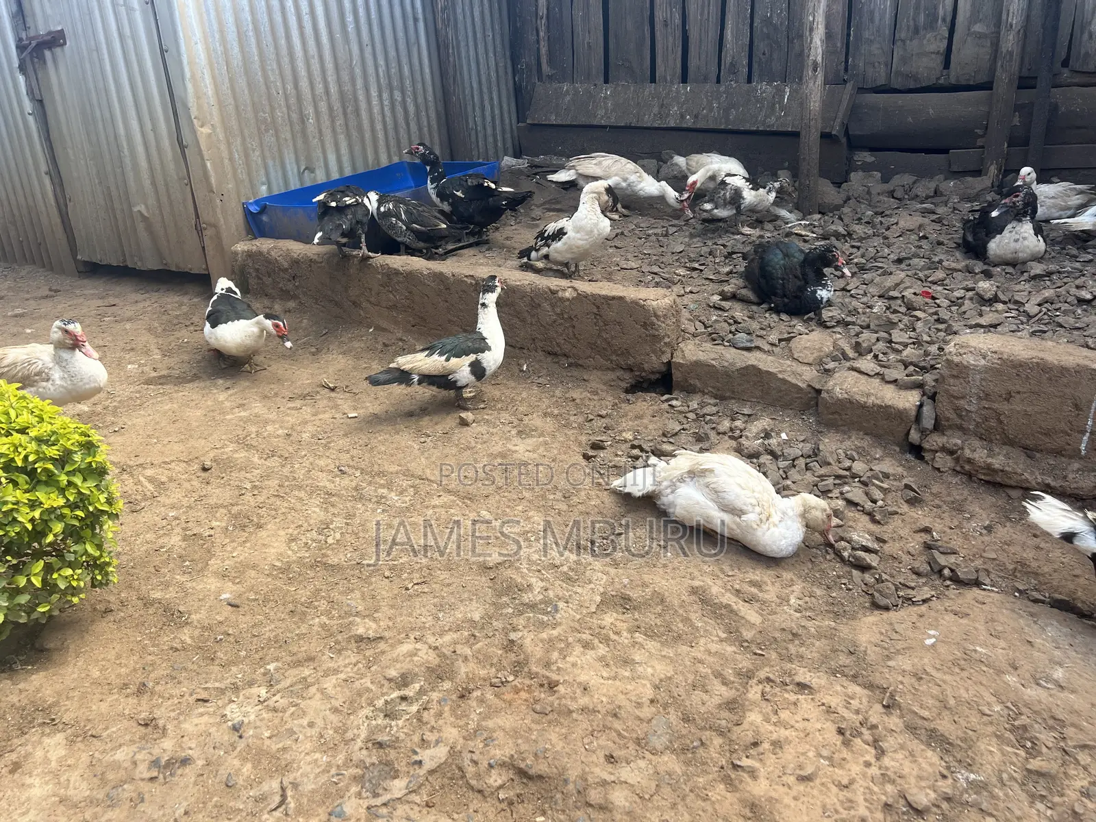 Ducks Eldoret