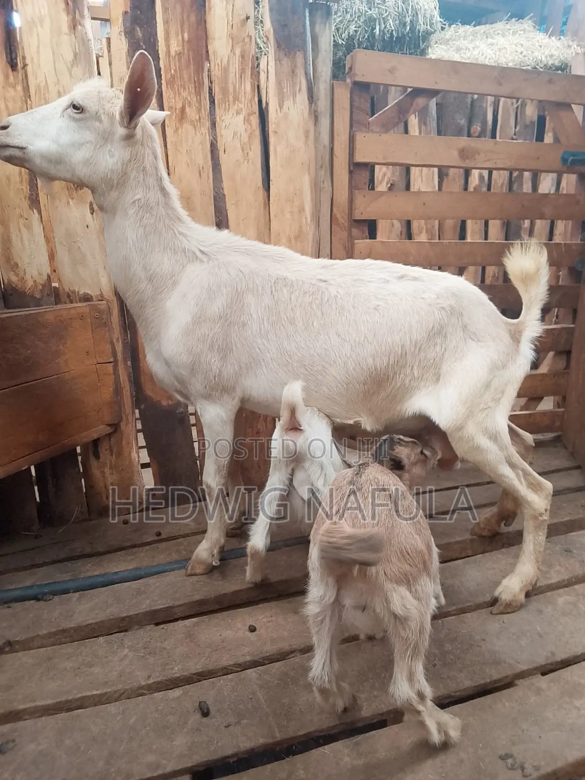 Goats' Clearance Sale