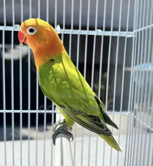 Lovebirds Male
