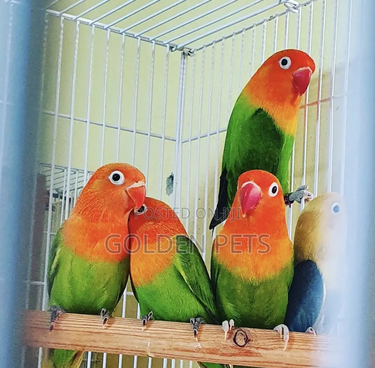 Green Lovebirds