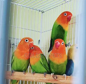 Green Lovebirds