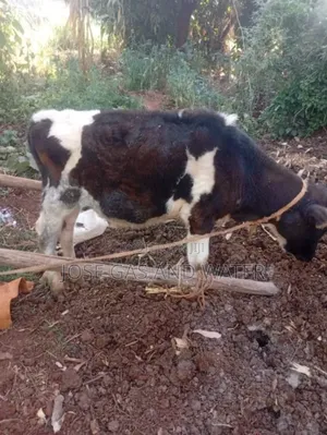 6 Month Calf