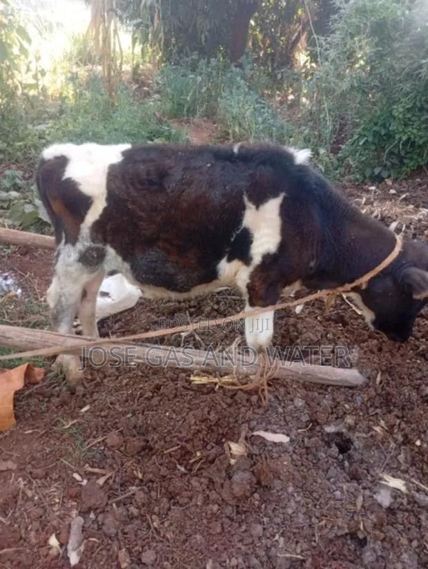 6 Month Calf