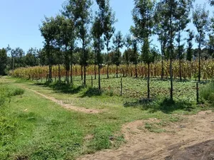 Ngata Ridge, Nakuru