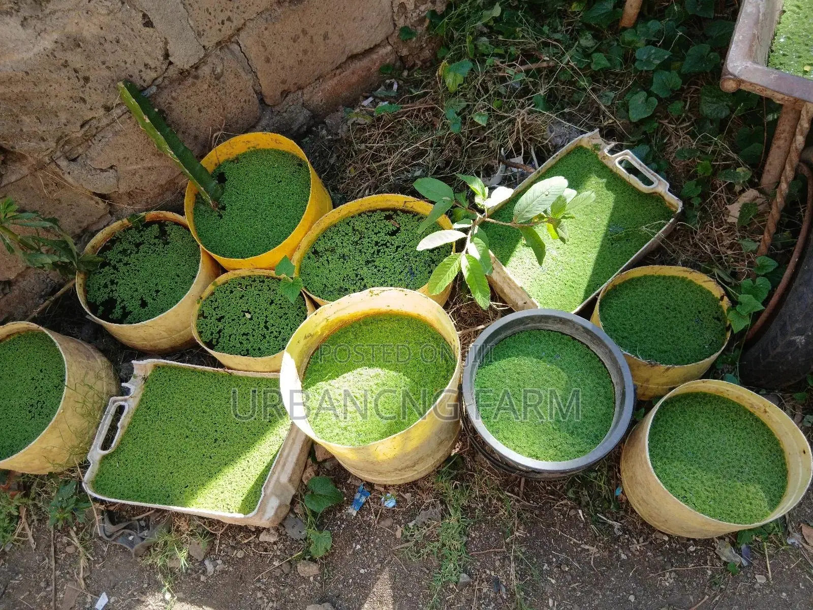 Azolla Feed Seeds