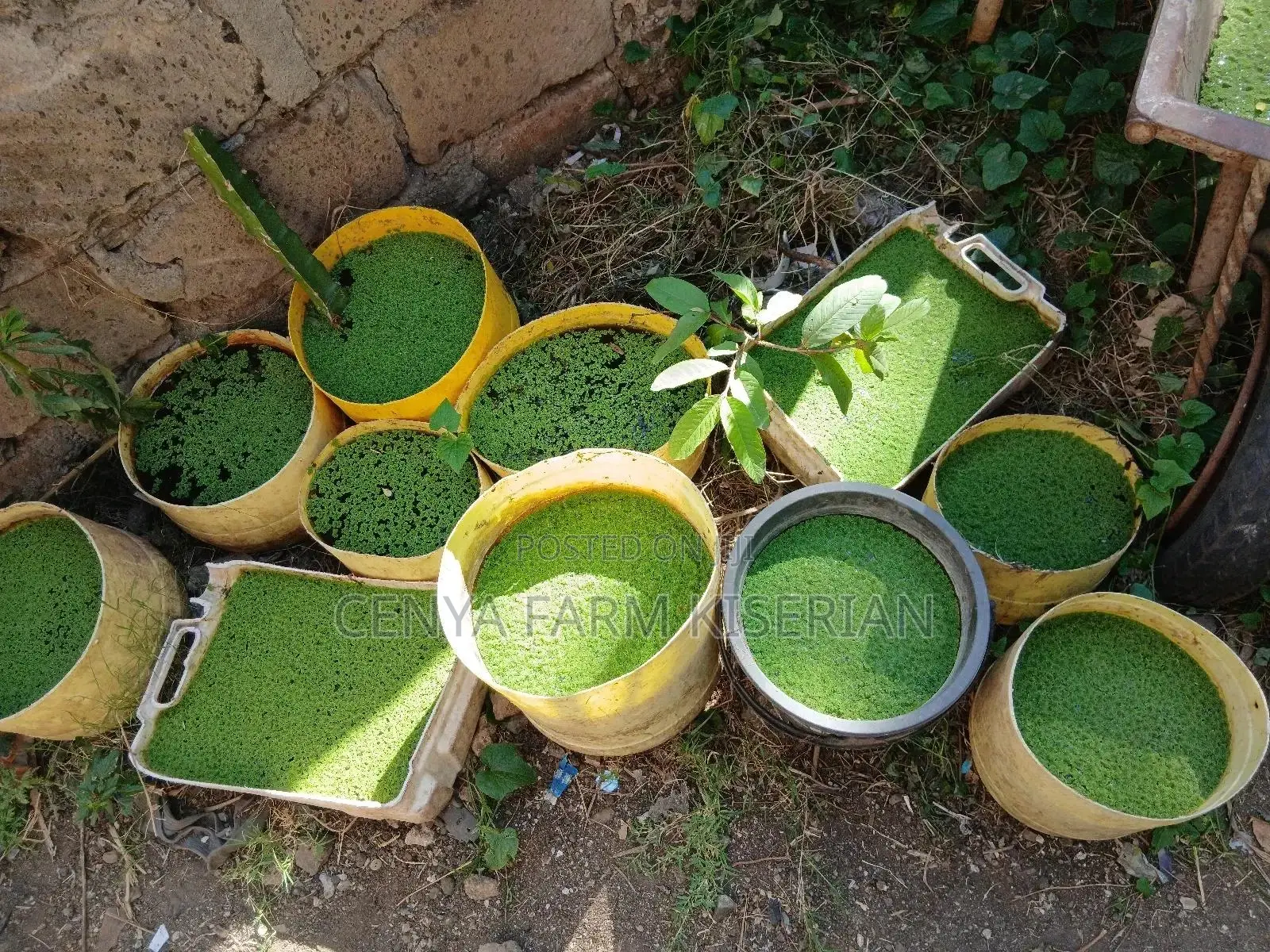 Azolla Seeds